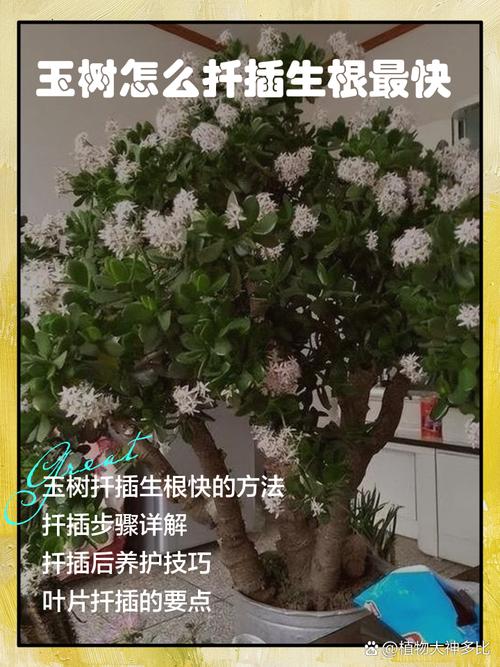 玉树的插扦方法，玉树如何插扦？