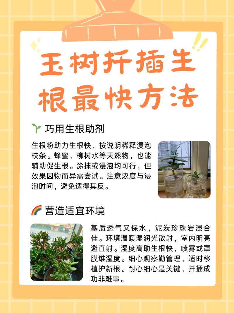 玉树的插扦方法，玉树如何插扦？-第2张图片-优品飞百科