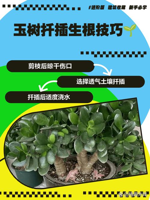 玉树的插扦方法，玉树如何插扦？-第3张图片-优品飞百科