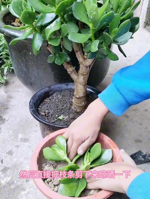 玉树的插扦方法，玉树如何插扦？-第4张图片-优品飞百科