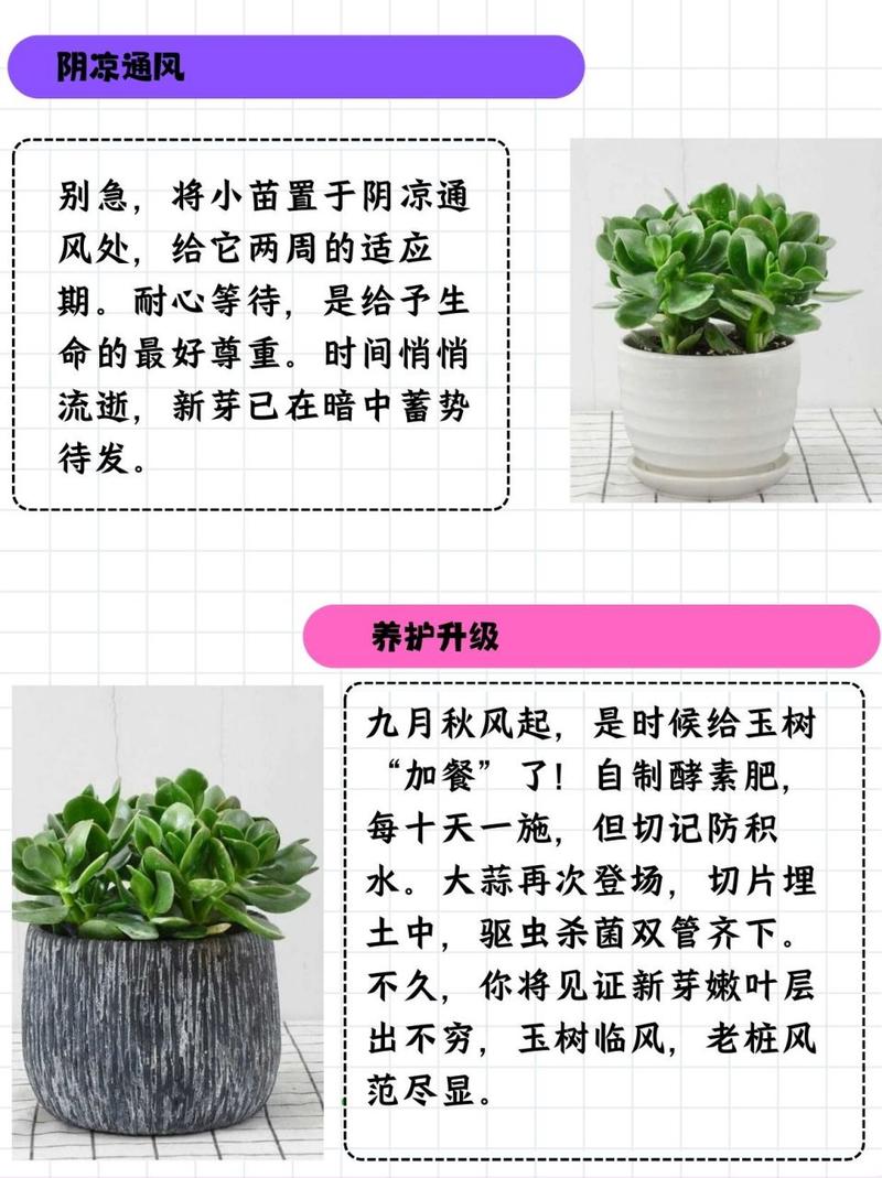 玉树的插扦方法，玉树如何插扦？-第5张图片-优品飞百科