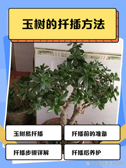 玉树的插扦方法，玉树如何插扦？-第6张图片-优品飞百科