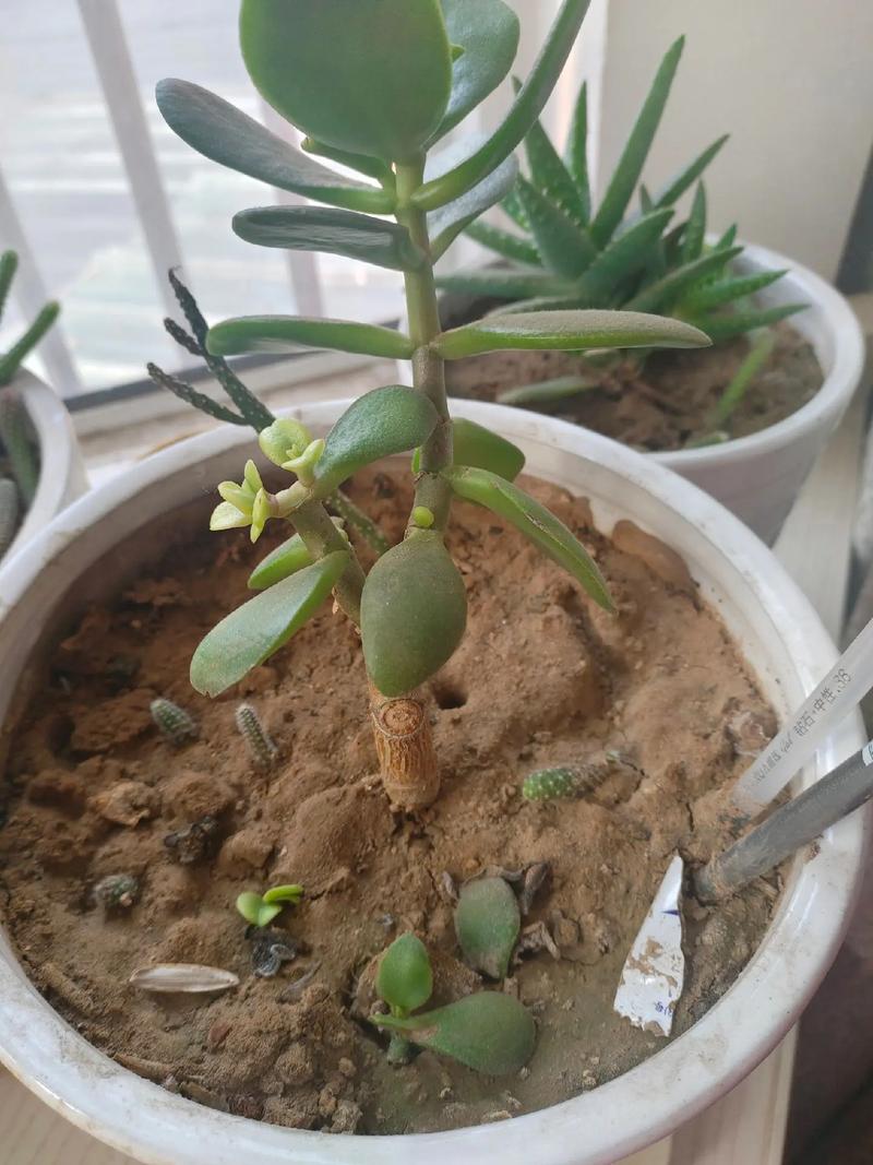 玉树的插扦方法，玉树如何插扦？-第7张图片-优品飞百科