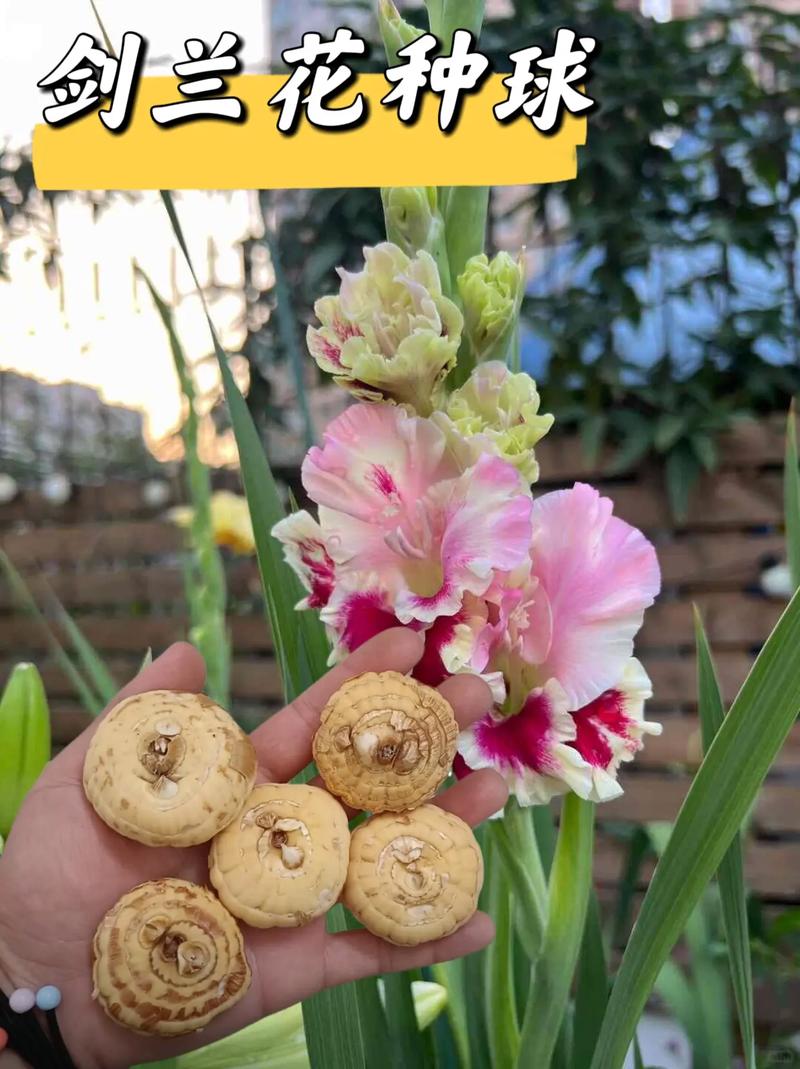 唐菖蒲种球什么时候种，唐菖蒲种球什么时候种合适？-第2张图片-优品飞百科
