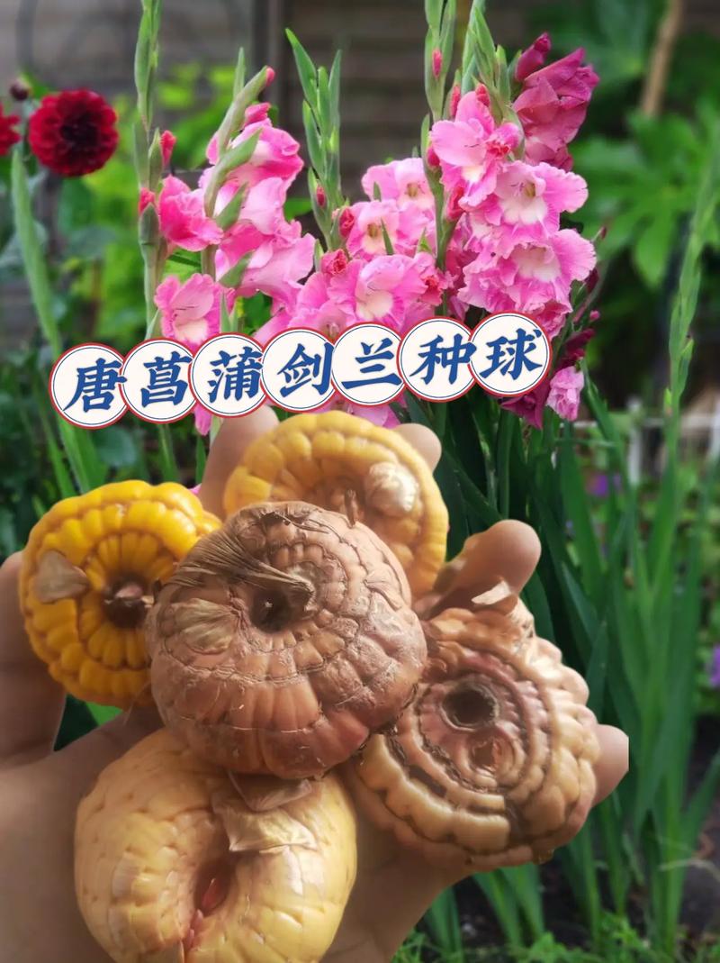 唐菖蒲种球什么时候种，唐菖蒲种球什么时候种合适？-第3张图片-优品飞百科