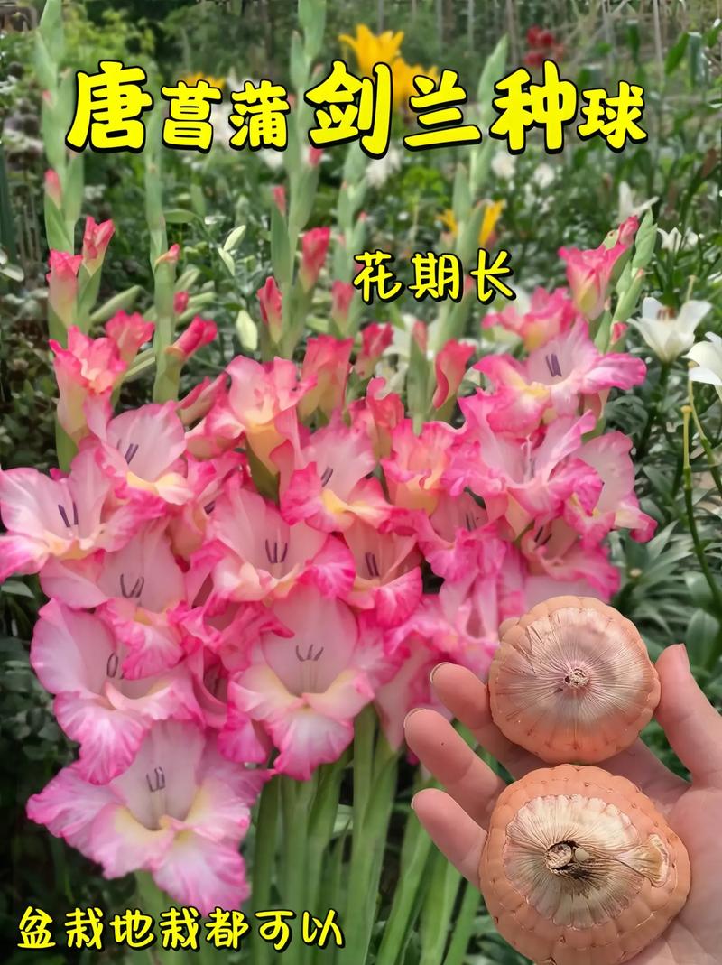唐菖蒲种球什么时候种，唐菖蒲种球什么时候种合适？-第4张图片-优品飞百科