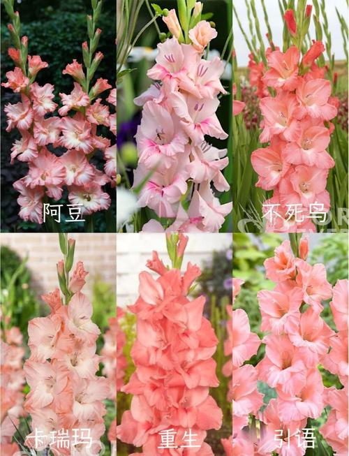 唐菖蒲种球什么时候种，唐菖蒲种球什么时候种合适？-第5张图片-优品飞百科