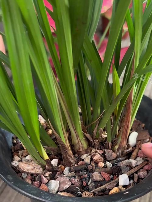 冬天兰花怎么浇水，冬天兰花怎么浇水正确方法？