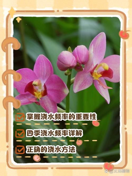 冬天兰花怎么浇水，冬天兰花怎么浇水正确方法？-第2张图片-优品飞百科