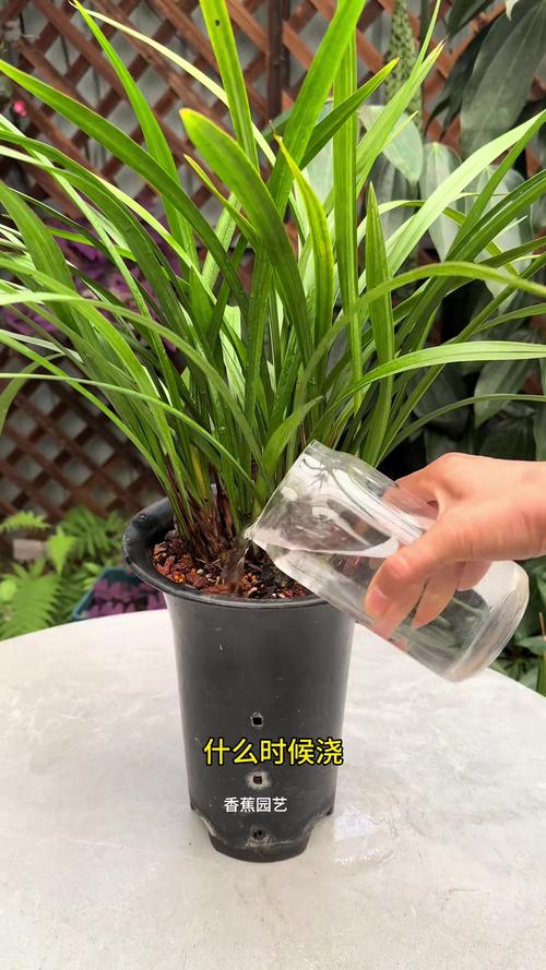 冬天兰花怎么浇水，冬天兰花怎么浇水正确方法？-第3张图片-优品飞百科