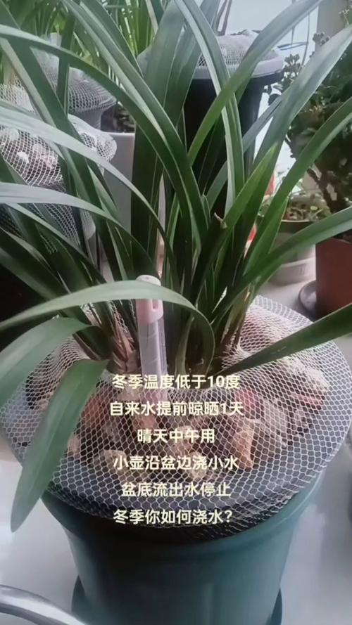 冬天兰花怎么浇水，冬天兰花怎么浇水正确方法？-第5张图片-优品飞百科