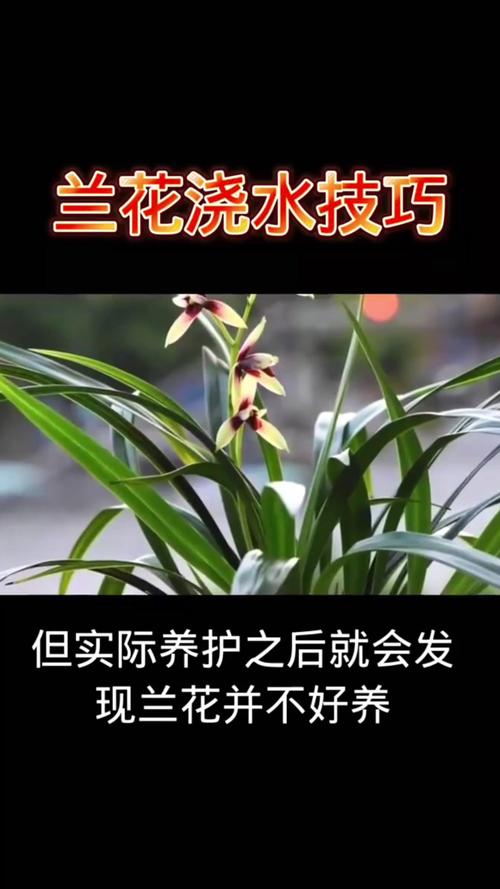 冬天兰花怎么浇水，冬天兰花怎么浇水正确方法？-第6张图片-优品飞百科