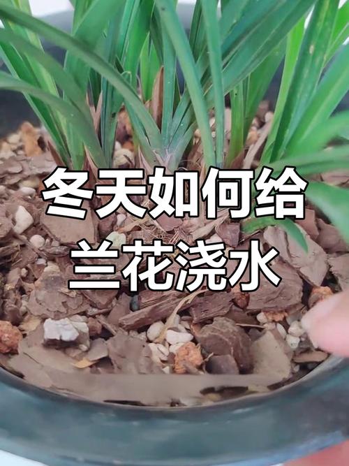 冬天兰花怎么浇水，冬天兰花怎么浇水正确方法？-第7张图片-优品飞百科