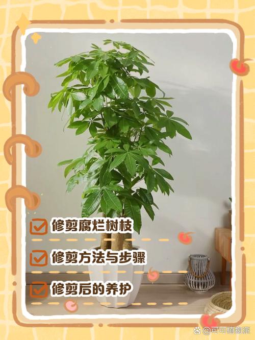 发财树锯掉后如何发芽？发财树锯断后教程？