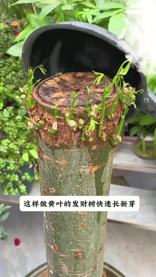 发财树锯掉后如何发芽?发财树锯断后教程?-第2张图片-优品飞百科 发财树锯掉后如何发芽?发财树锯断后教程?-第2张图片-优品飞百科