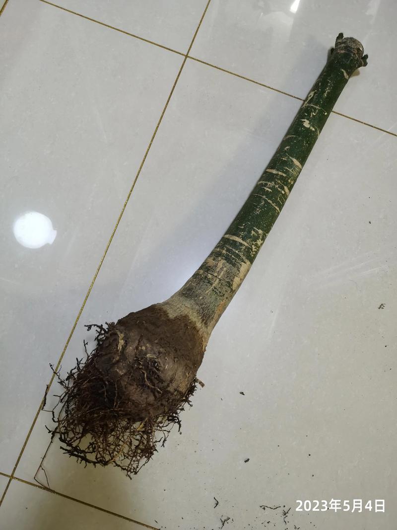 发财树锯掉后如何发芽?发财树锯断后教程?-第4张图片-优品飞百科 发财树锯掉后如何发芽?发财树锯断后教程?-第4张图片-优品飞百科