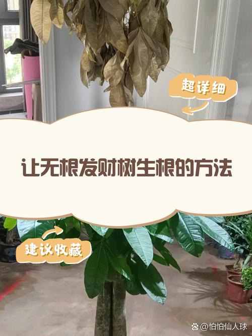 发财树锯掉后如何发芽?发财树锯断后教程?-第5张图片-优品飞百科 发财树锯掉后如何发芽?发财树锯断后教程?-第5张图片-优品飞百科