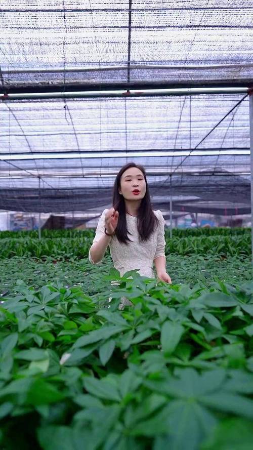 发财树锯掉后如何发芽?发财树锯断后教程?-第6张图片-优品飞百科 发财树锯掉后如何发芽?发财树锯断后教程?-第6张图片-优品飞百科