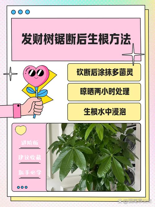 发财树锯掉后如何发芽?发财树锯断后教程?-第7张图片-优品飞百科 发财树锯掉后如何发芽?发财树锯断后教程?-第7张图片-优品飞百科