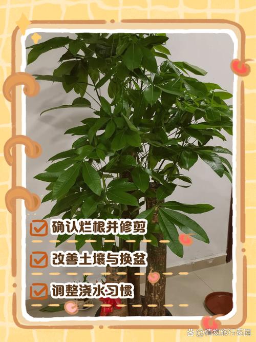 发财树锯掉后如何发芽?发财树锯断后教程?-第8张图片-优品飞百科 发财树锯掉后如何发芽?发财树锯断后教程?-第8张图片-优品飞百科