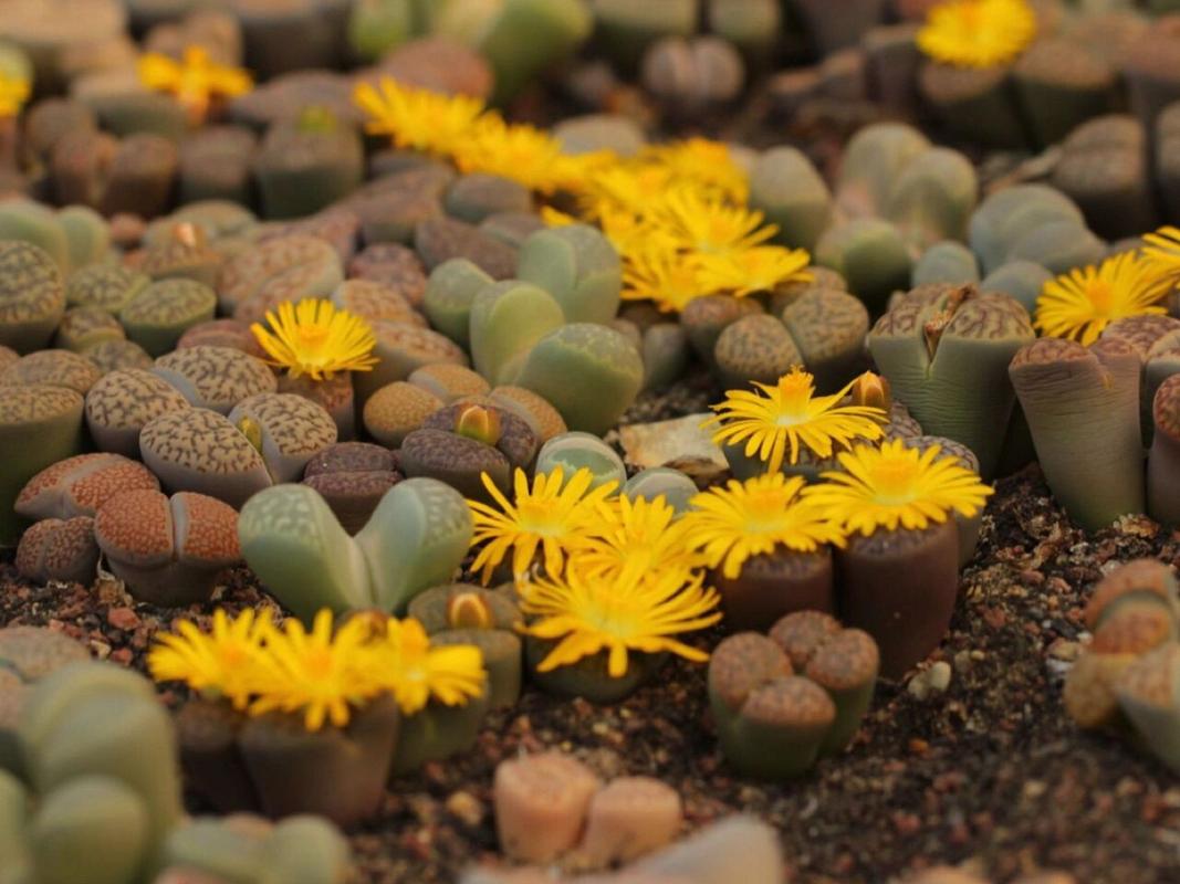 生石花开花后怎么处理，生石花开花后怎么处理好？