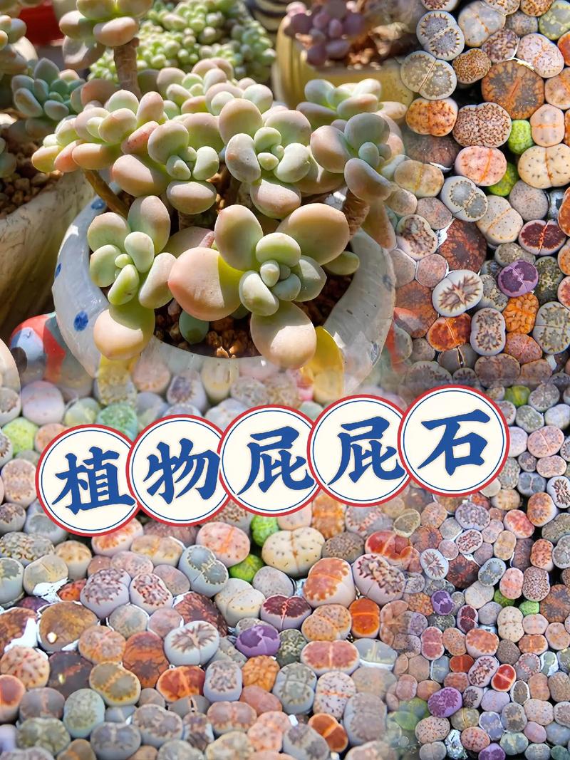 生石花开花后怎么处理，生石花开花后怎么处理好？-第2张图片-优品飞百科
