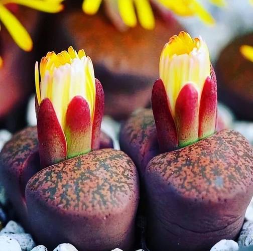 生石花开花后怎么处理，生石花开花后怎么处理好？-第3张图片-优品飞百科