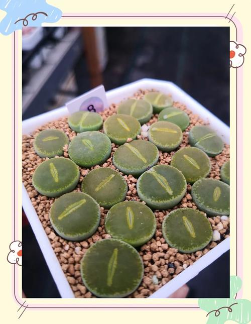 生石花开花后怎么处理，生石花开花后怎么处理好？-第4张图片-优品飞百科