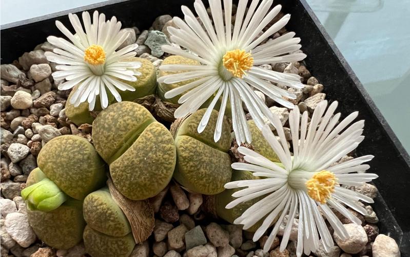 生石花开花后怎么处理，生石花开花后怎么处理好？-第5张图片-优品飞百科