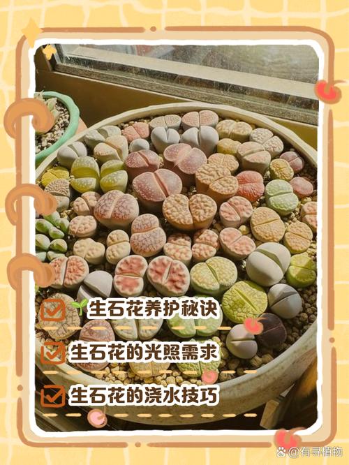 生石花开花后怎么处理，生石花开花后怎么处理好？-第6张图片-优品飞百科