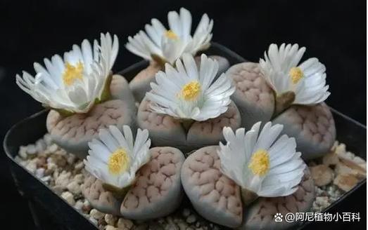 生石花开花后怎么处理，生石花开花后怎么处理好？-第7张图片-优品飞百科