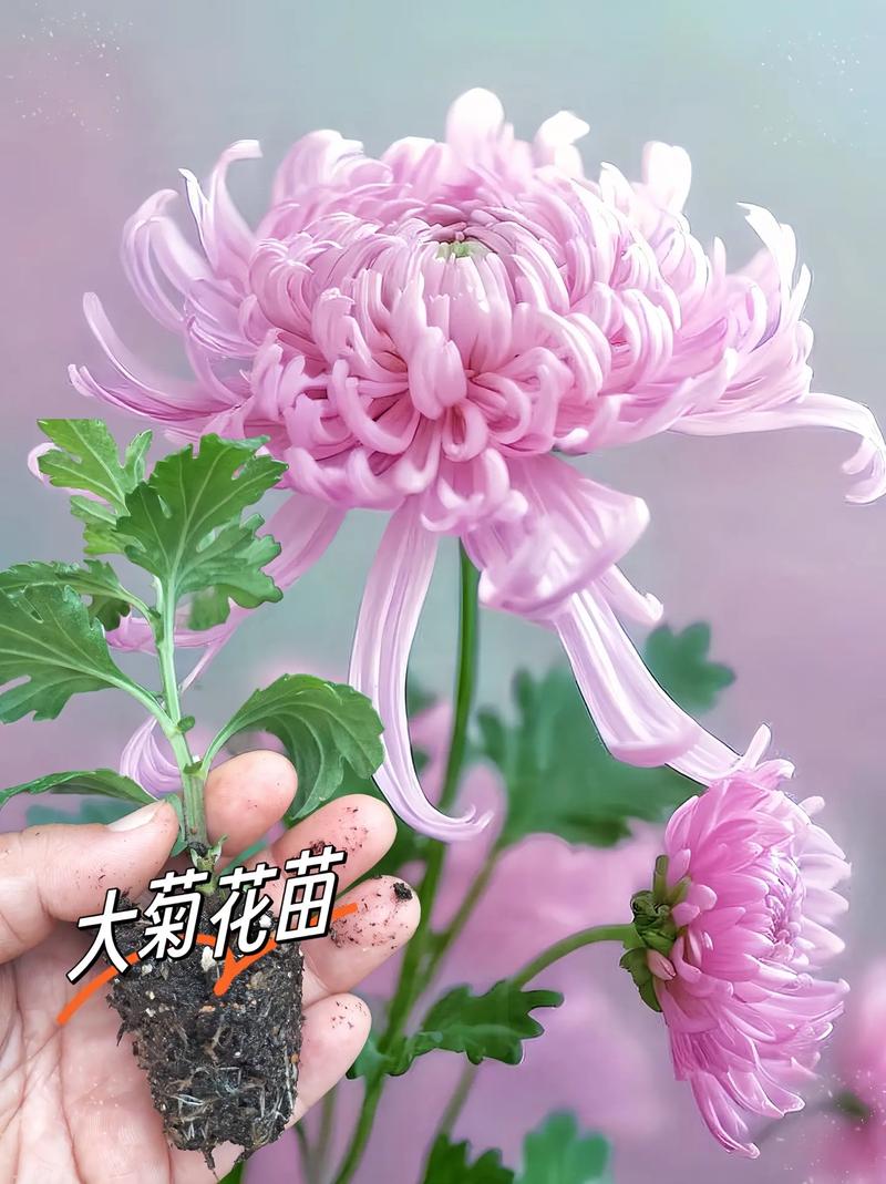 网购菊花怎么上盆，网上购买的菊花回来后如何种植