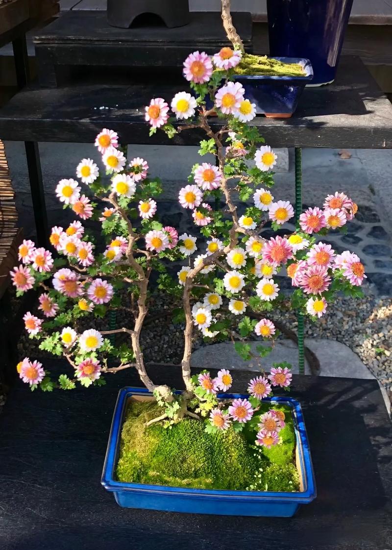 网购菊花怎么上盆，网上购买的菊花回来后如何种植-第4张图片-优品飞百科