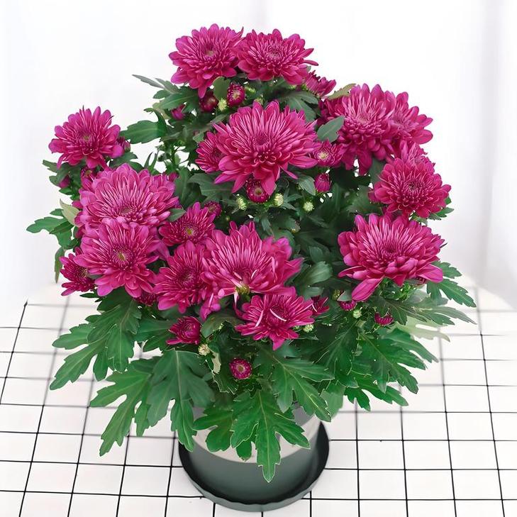 网购菊花怎么上盆，网上购买的菊花回来后如何种植-第5张图片-优品飞百科
