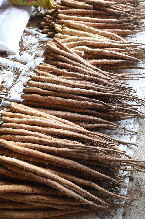 山药是根还是茎，山药是根还是茎啊