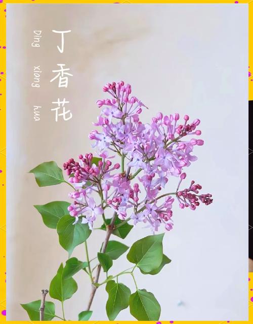 丁香花怎么养？丁香花怎么养护和浇水？