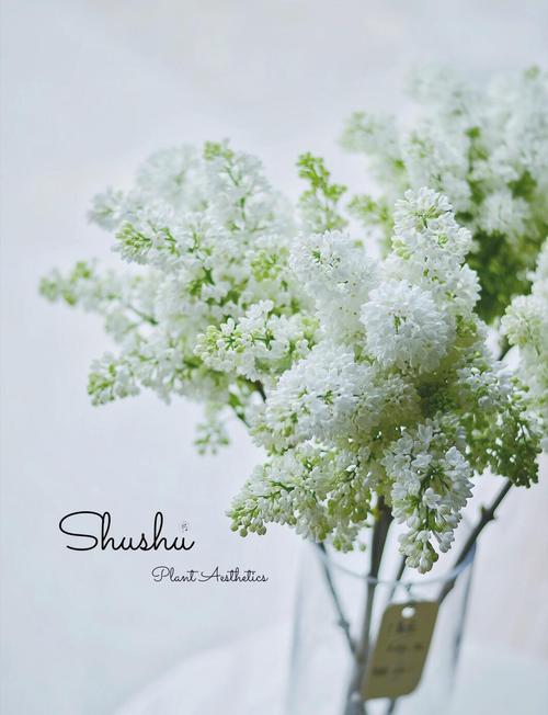 丁香花怎么养？丁香花怎么养护和浇水？-第2张图片-优品飞百科