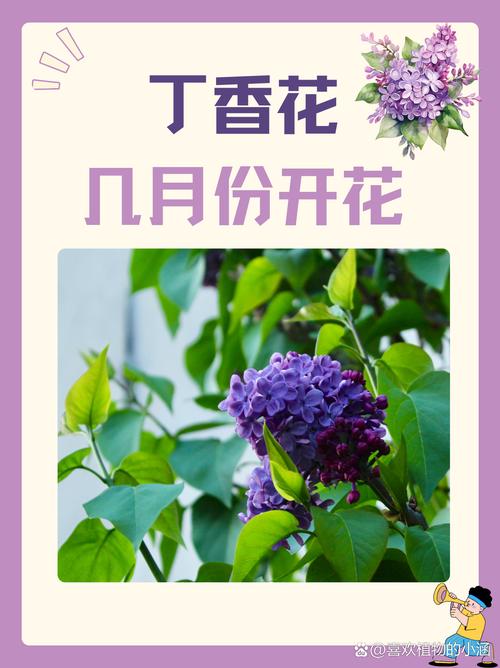 丁香花怎么养？丁香花怎么养护和浇水？-第3张图片-优品飞百科
