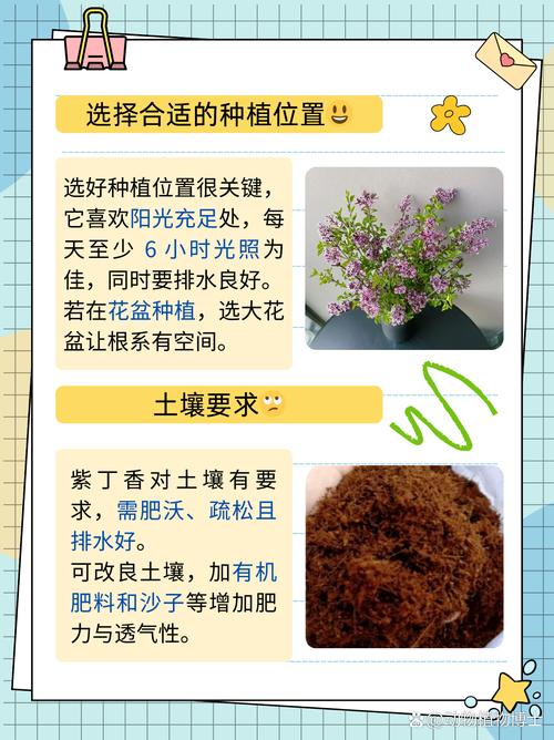 丁香花怎么养？丁香花怎么养护和浇水？-第5张图片-优品飞百科