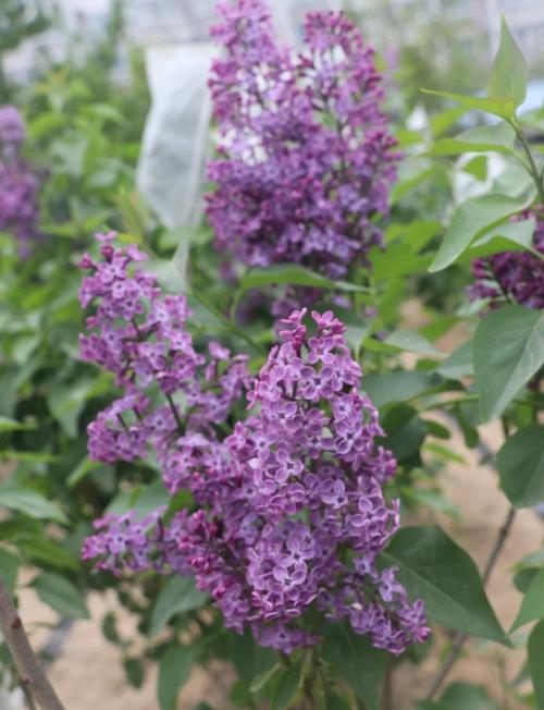 丁香花怎么养？丁香花怎么养护和浇水？-第6张图片-优品飞百科