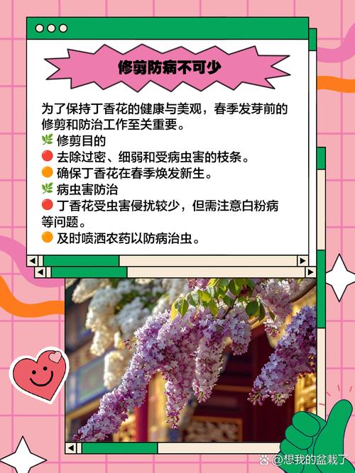 丁香花怎么养？丁香花怎么养护和浇水？-第7张图片-优品飞百科