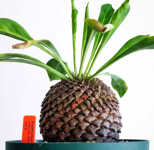 铁甲球几天浇一次？铁甲球几天浇一次水？