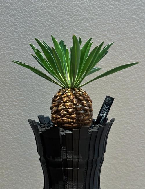 铁甲球几天浇一次?铁甲球几天浇一次水?-第2张图片-优品飞百科 铁甲球几天浇一次?铁甲球几天浇一次水?-第2张图片-优品飞百科