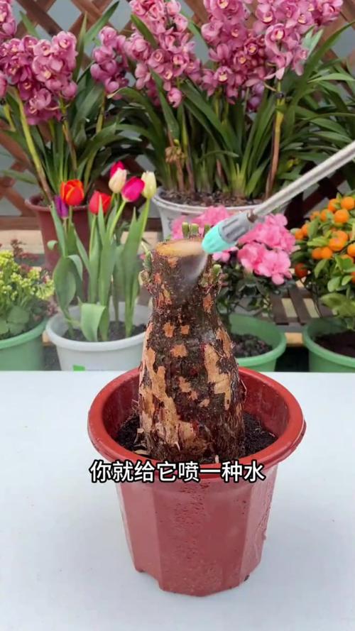 铁甲球几天浇一次?铁甲球几天浇一次水?-第3张图片-优品飞百科 铁甲球几天浇一次?铁甲球几天浇一次水?-第3张图片-优品飞百科