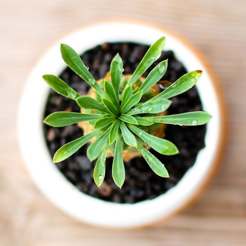 铁甲球几天浇一次?铁甲球几天浇一次水?-第4张图片-优品飞百科 铁甲球几天浇一次?铁甲球几天浇一次水?-第4张图片-优品飞百科