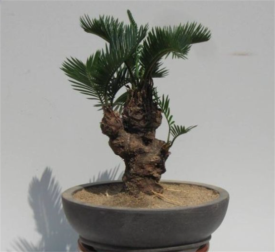 铁甲球几天浇一次?铁甲球几天浇一次水?-第5张图片-优品飞百科 铁甲球几天浇一次?铁甲球几天浇一次水?-第5张图片-优品飞百科