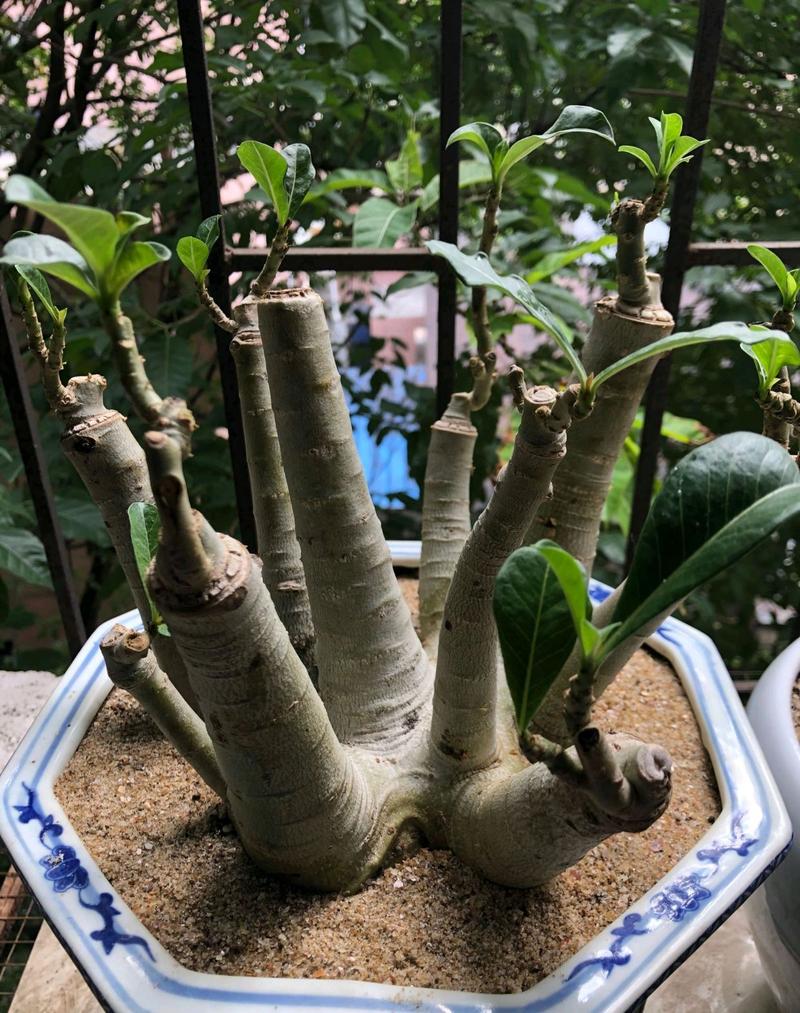 铁甲球几天浇一次?铁甲球几天浇一次水?-第6张图片-优品飞百科 铁甲球几天浇一次?铁甲球几天浇一次水?-第6张图片-优品飞百科