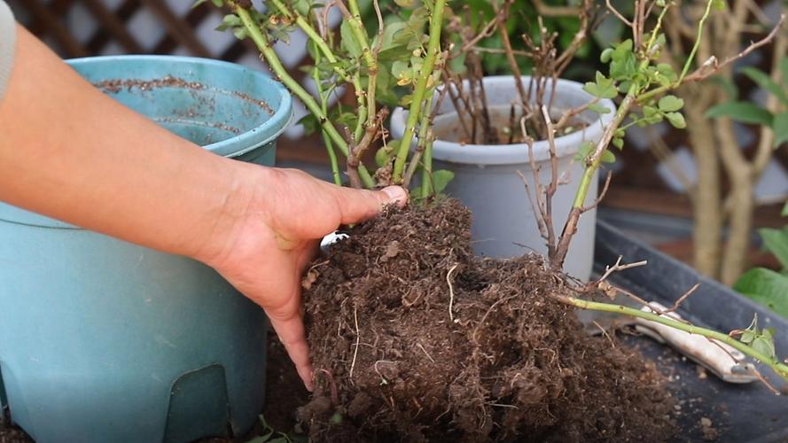 月季树移栽注意事项，月季树移栽多久能缓过来