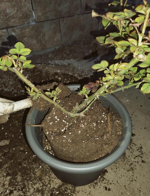 月季树移栽注意事项，月季树移栽多久能缓过来-第2张图片-优品飞百科