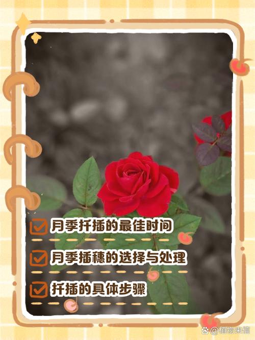 月季树移栽注意事项，月季树移栽多久能缓过来-第3张图片-优品飞百科